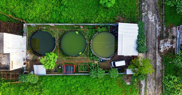 découvrez l'aquaponie, une méthode durable combinant pisciculture et culture hydroponique pour produire des aliments frais tout en préservant l'environnement.