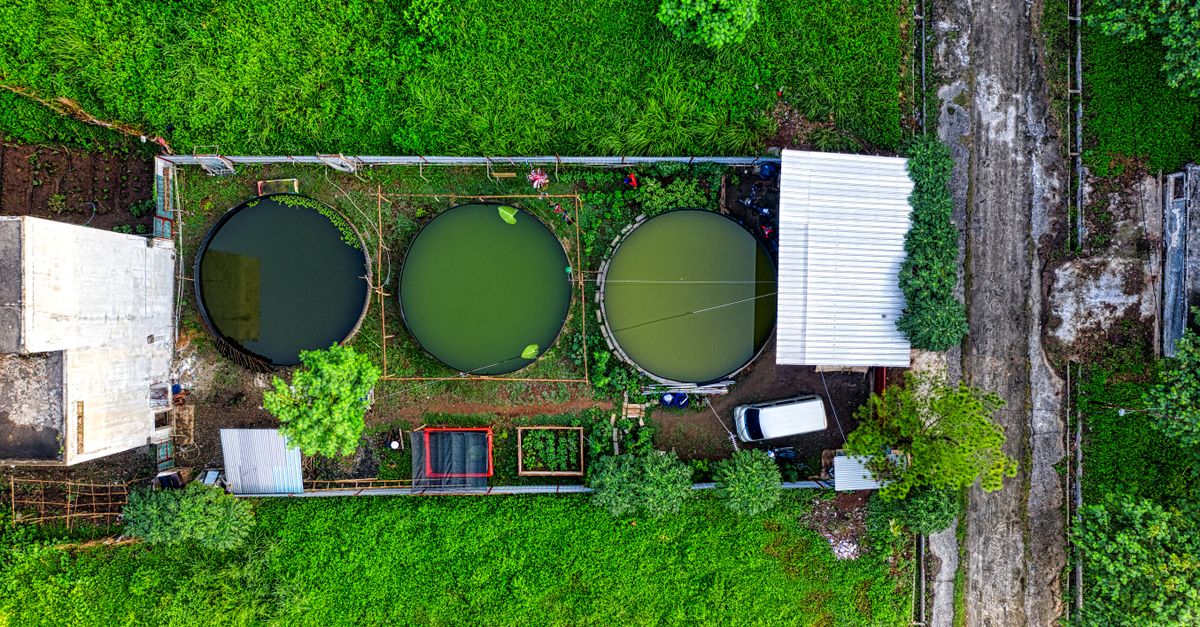 découvrez l'aquaponie, une méthode durable combinant pisciculture et culture hydroponique pour produire des aliments frais tout en préservant l'environnement.