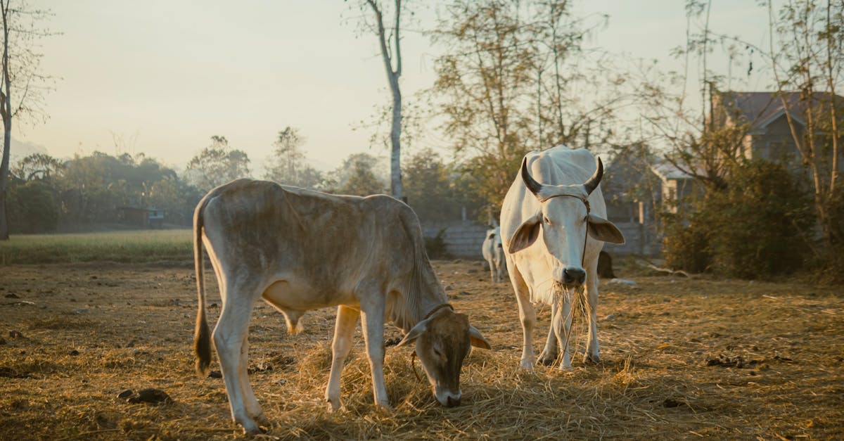 découvrez une ferme écologique engagée dans des pratiques durables pour préserver l'environnement tout en produisant des aliments sains et respectueux de la nature.