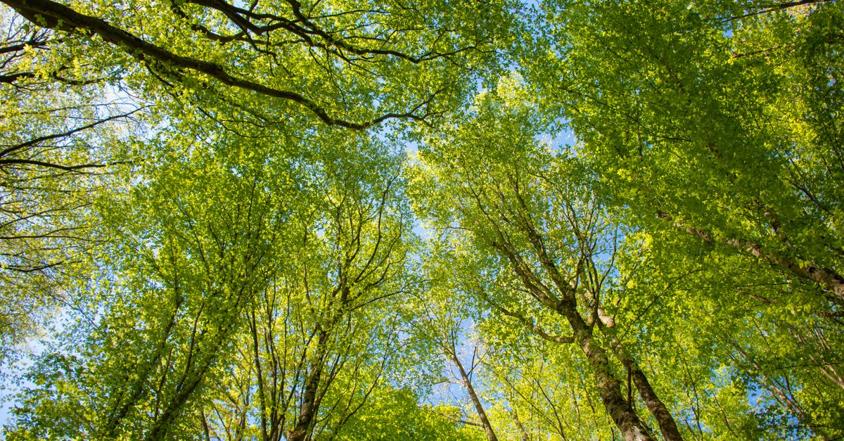 découvrez les réglementations environnementales essentielles pour protéger la planète et assurer un développement durable.