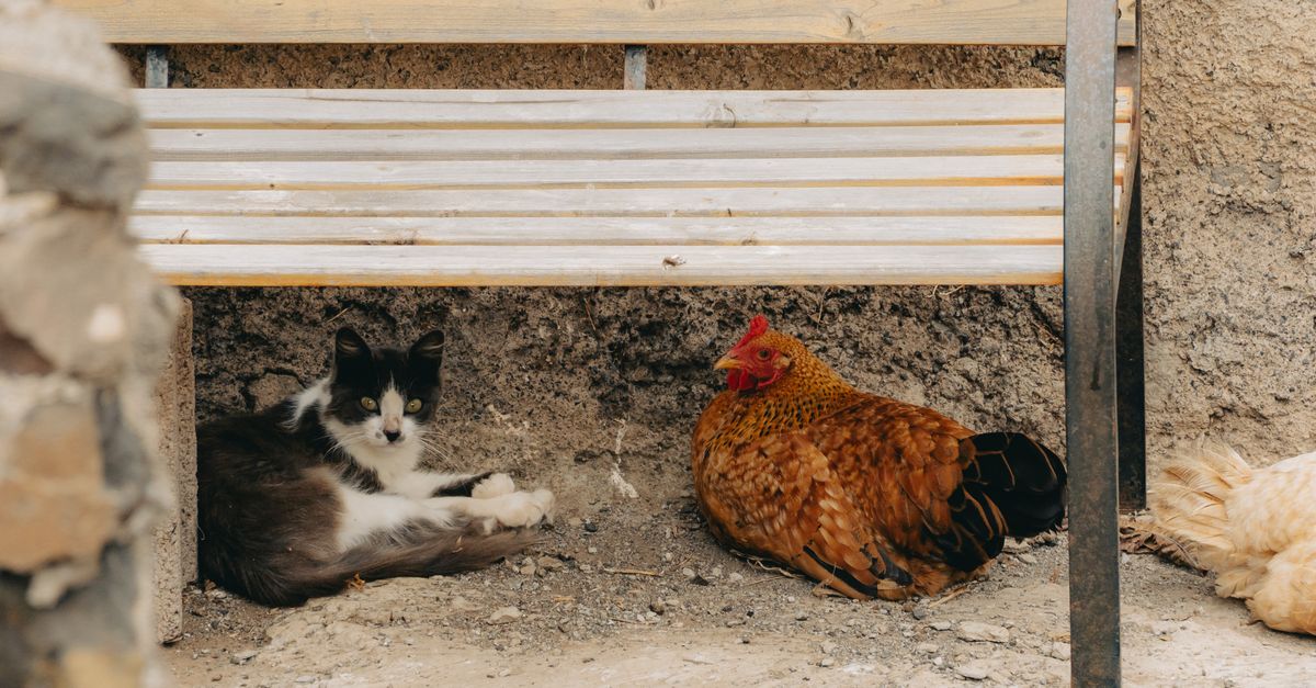 découvrez comment vivre en harmonie avec vos chats grâce à nos conseils pratiques pour une cohabitation réussie entre humains et félins.