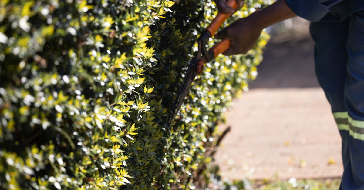 apprenez les meilleures techniques de taille pour entretenir vos plantes et arbres, favoriser leur croissance et améliorer leur santé.