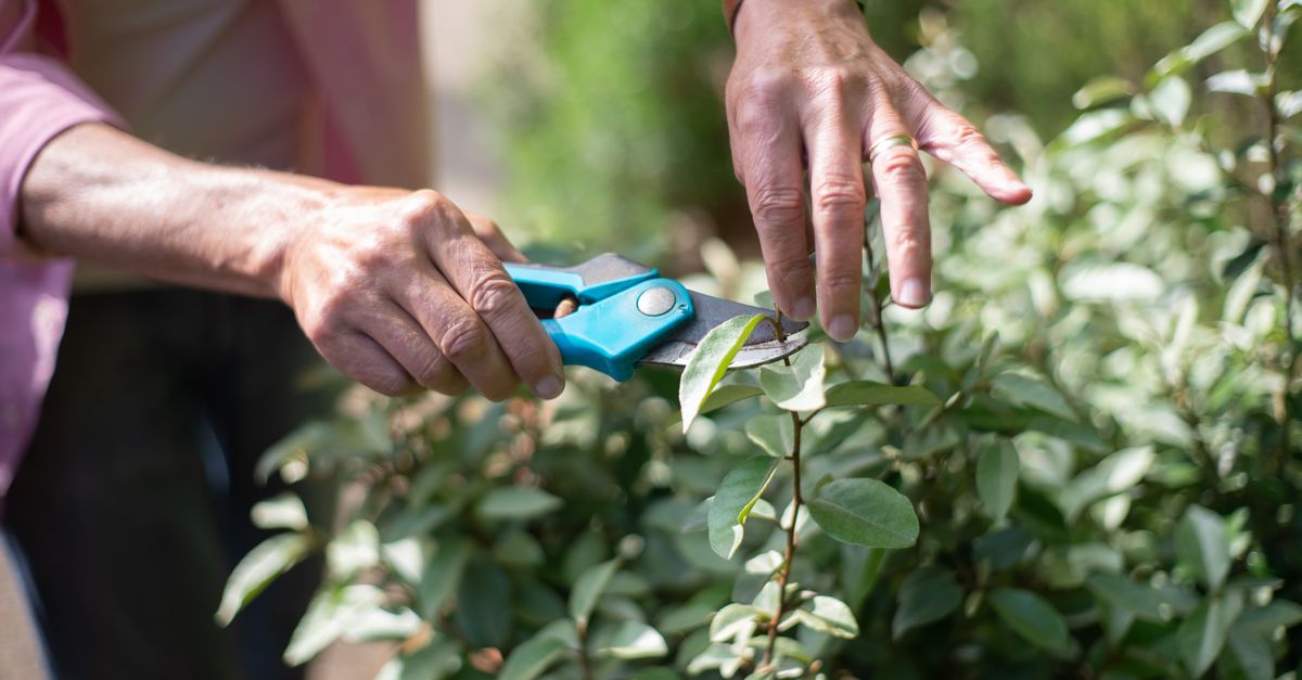 guide complet sur l'élagage : techniques, outils et conseils pour tailler vos arbres et arbustes efficacement.