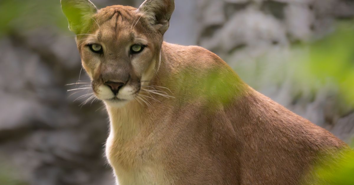 puma engines : découvrez la puissance et la fiabilité des moteurs puma, conçus pour des performances optimales dans divers secteurs.