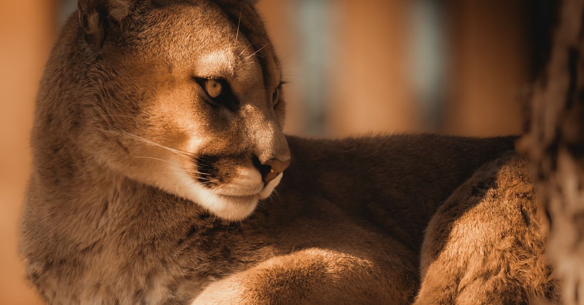 découvrez puma engines, spécialiste en moteurs performants et fiables pour divers usages industriels et automobiles. qualité et innovation au service de votre puissance.
